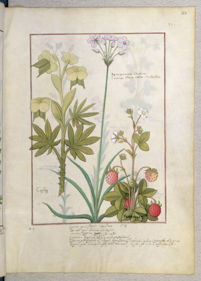 Consiligo, Burreed and Strawberry, illustration from The Book of Simple Medicines, by Mattheaus Platearius by Robinet Testard